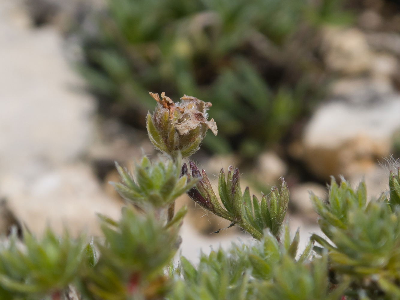 Image of Androsace villosa specimen.