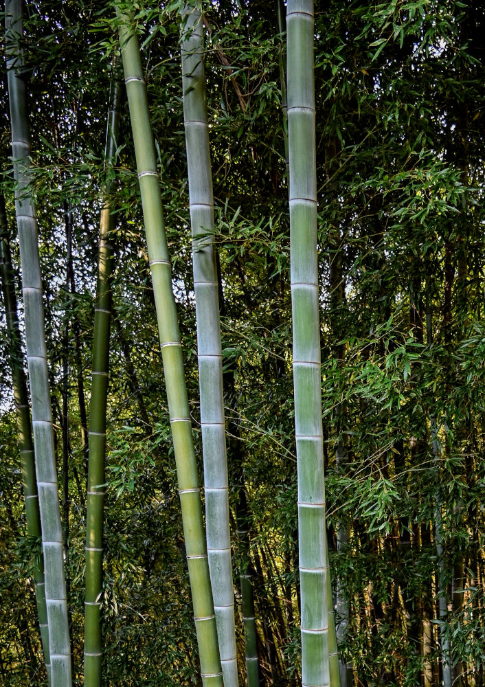Изображение особи Phyllostachys pubescens.