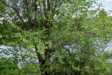 Ulmus pumila