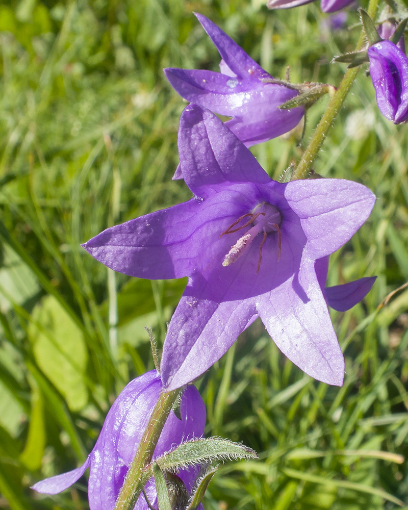 Image of Campanula rapunculoides specimen.
