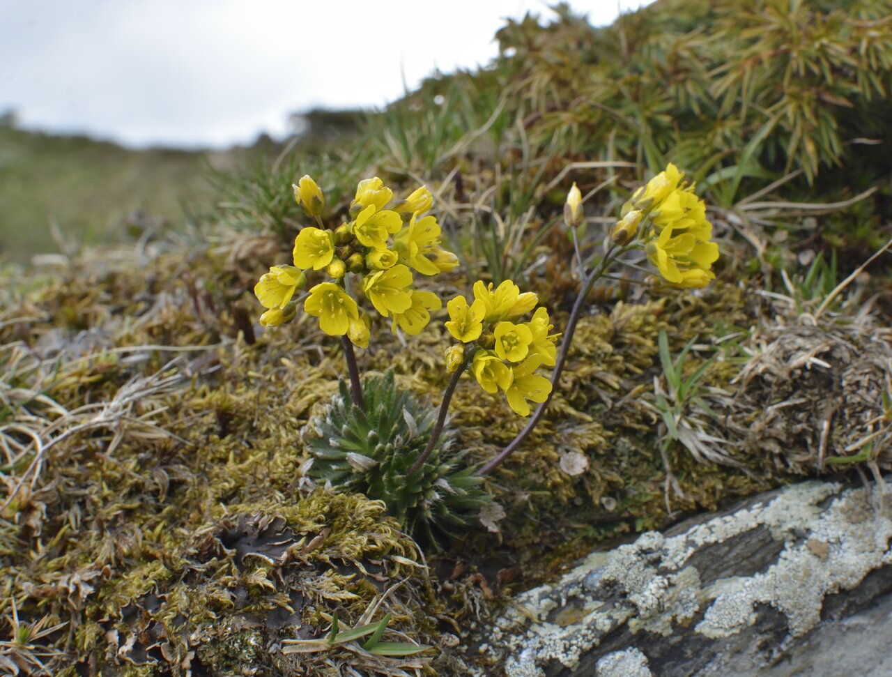 Изображение особи Draba lasiocarpa.