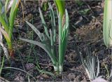 Allium cepa. Вегетирующее растение (выращено из луковицы, купленной в продмаге). Московская обл., Раменский р-н, окр. дер. Хрипань, садовый участок. 22.05.2024.
