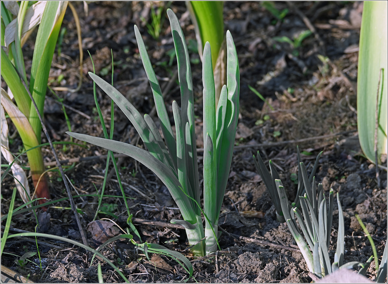 Image of Allium cepa specimen.