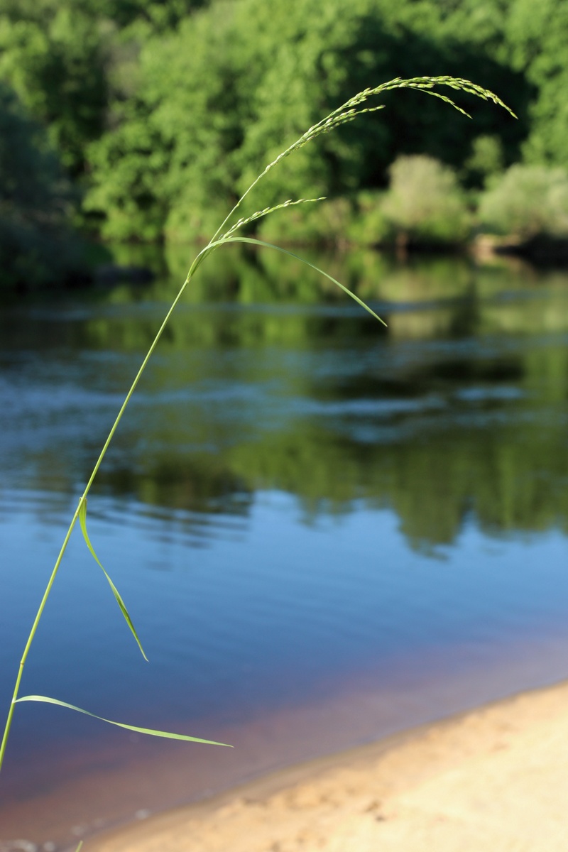 Изображение особи Agrostis gigantea.