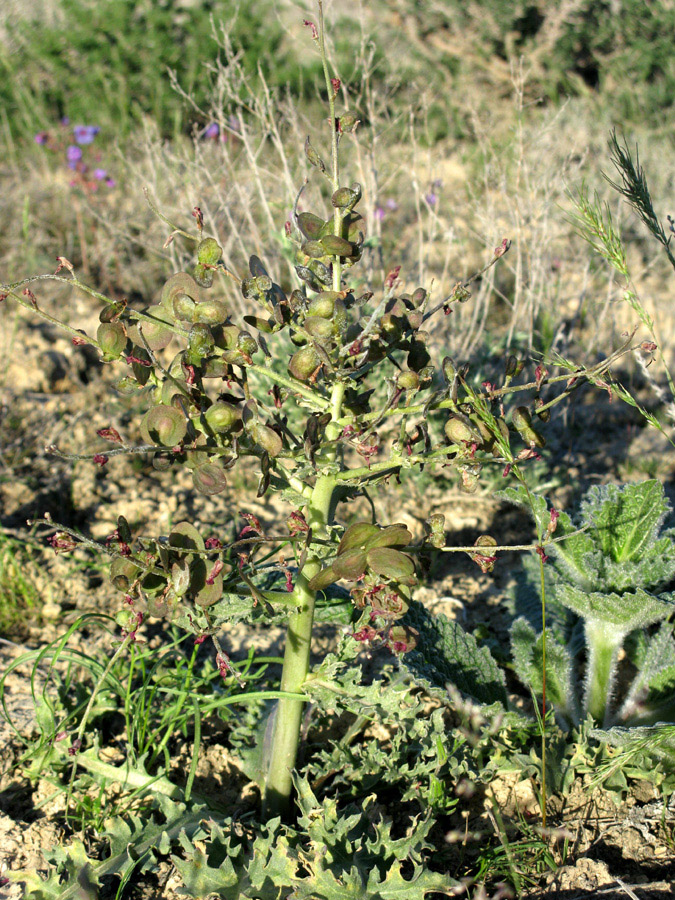 Изображение особи Megacarpaea megalocarpa.