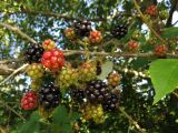 Rubus sanctus