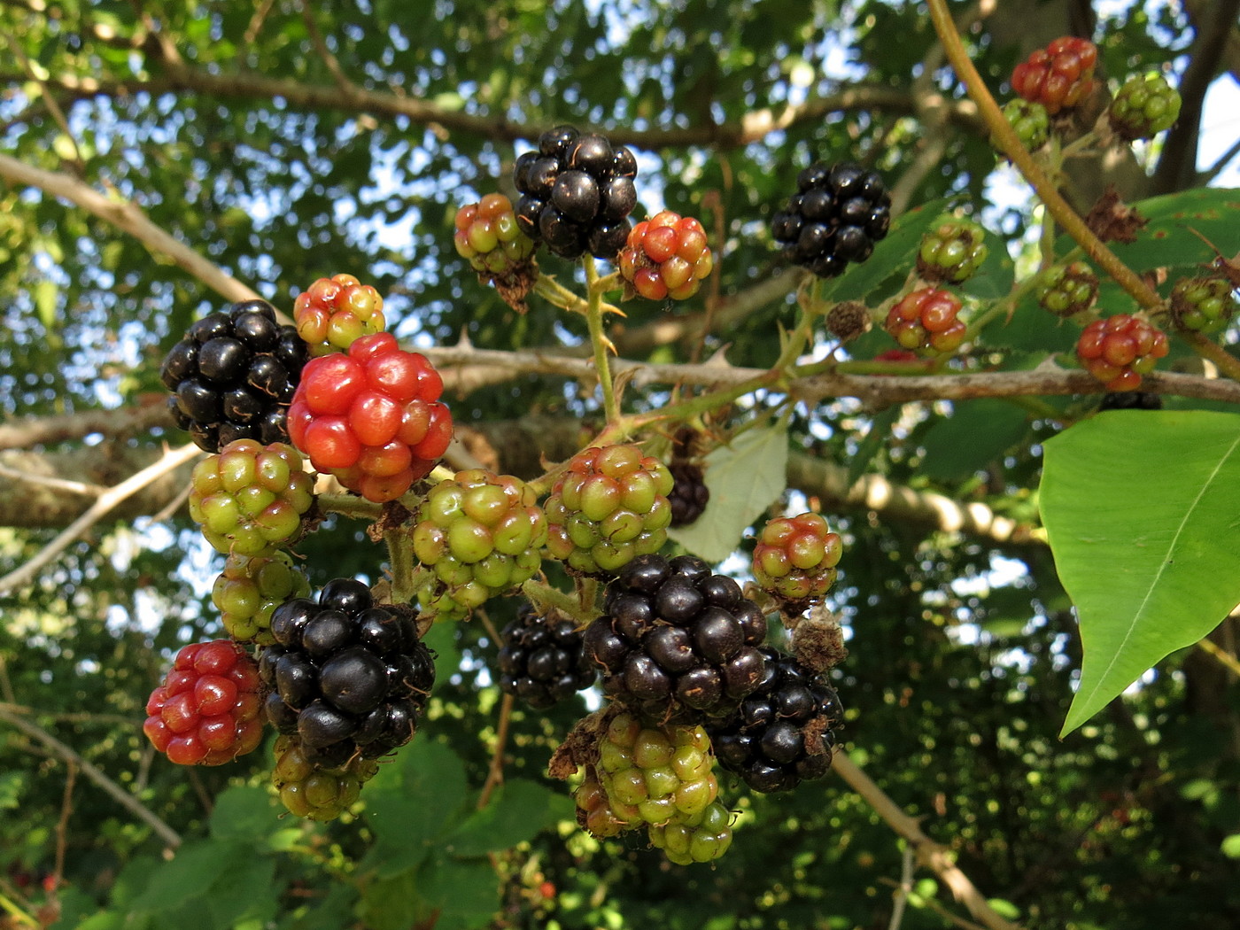 Image of Rubus sanctus specimen.