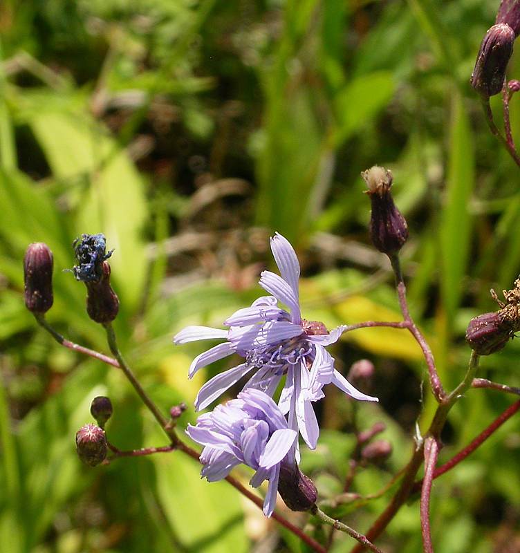 Изображение особи Lactuca sibirica.