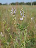 Astragalus sulcatus