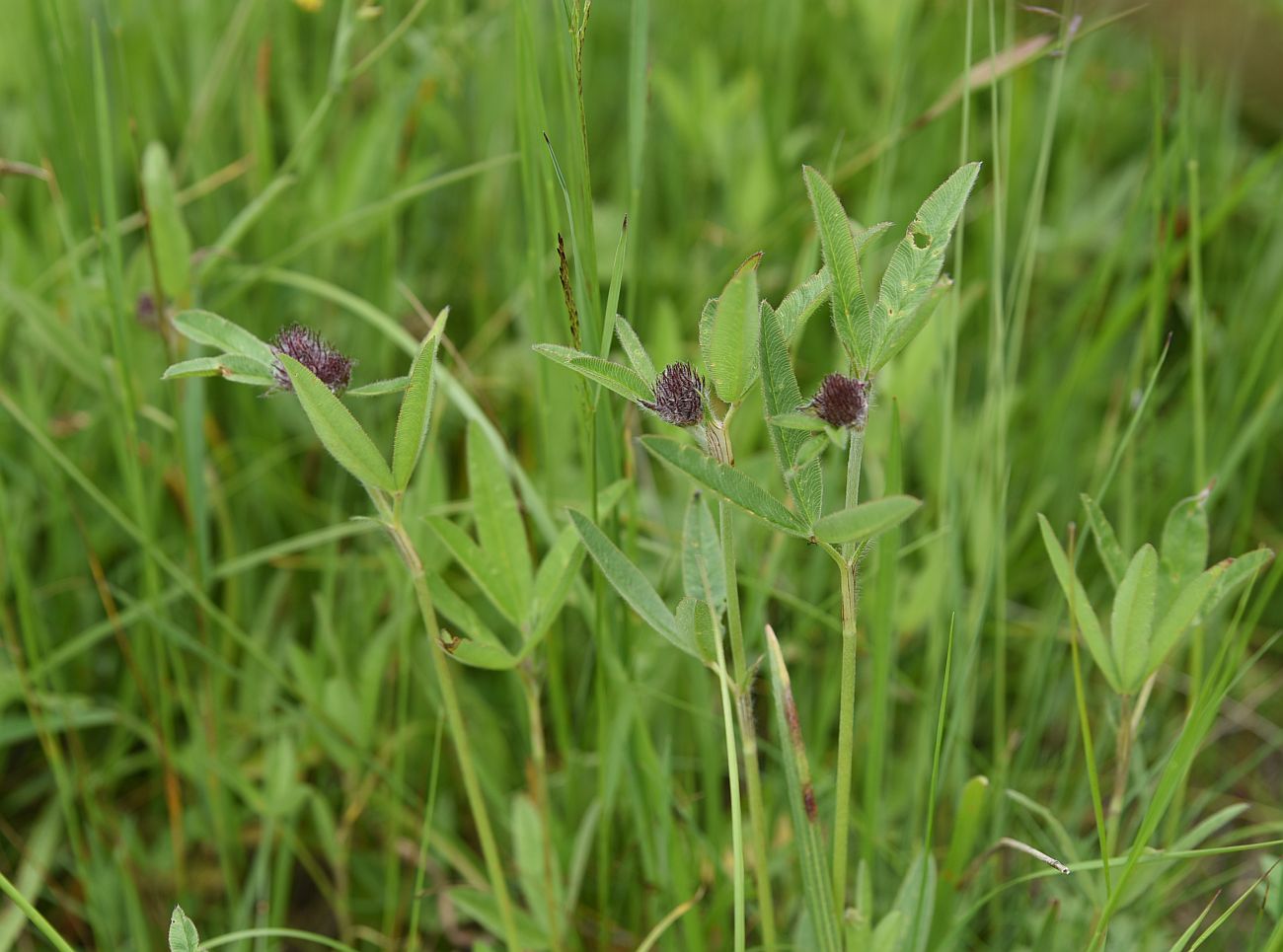 Image of Trifolium alpestre specimen.