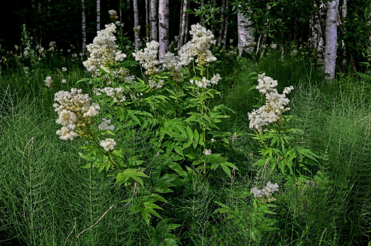 Изображение особи Filipendula ulmaria.