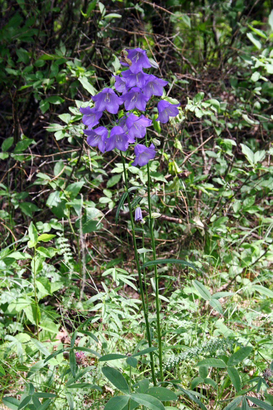 Изображение особи Campanula persicifolia.