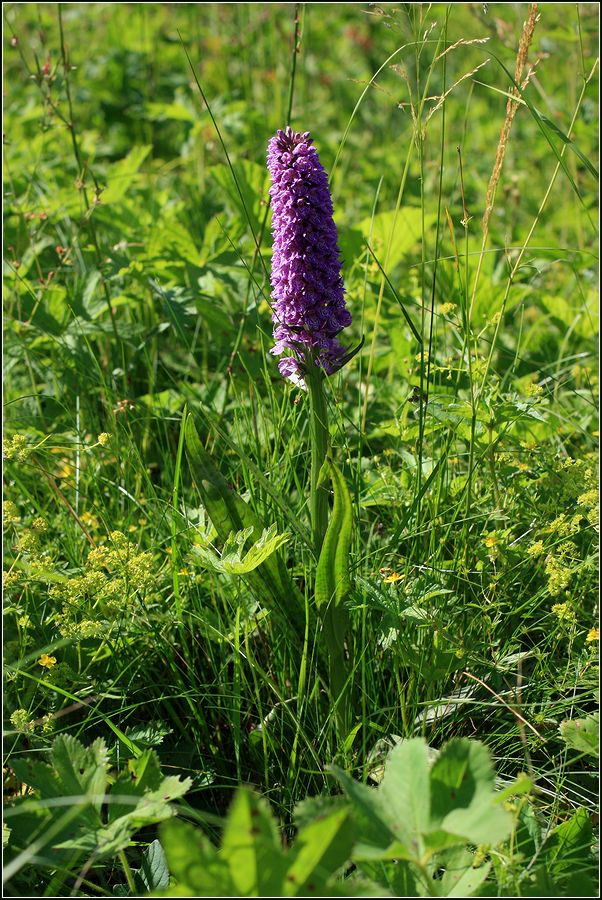 Изображение особи Dactylorhiza baltica.