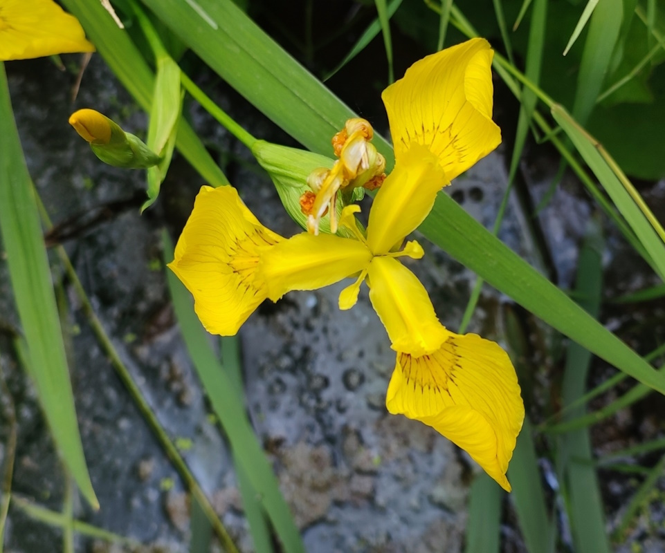 Изображение особи Iris pseudacorus.