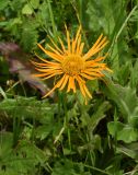 Inula orientalis. Соцветие. Чечня, Шаройский р-н, окр. ур. Хиндушты, опушка в верхней части леса между с. Хакмадой и хутором Хочелдой. 3 июля 2024 г.