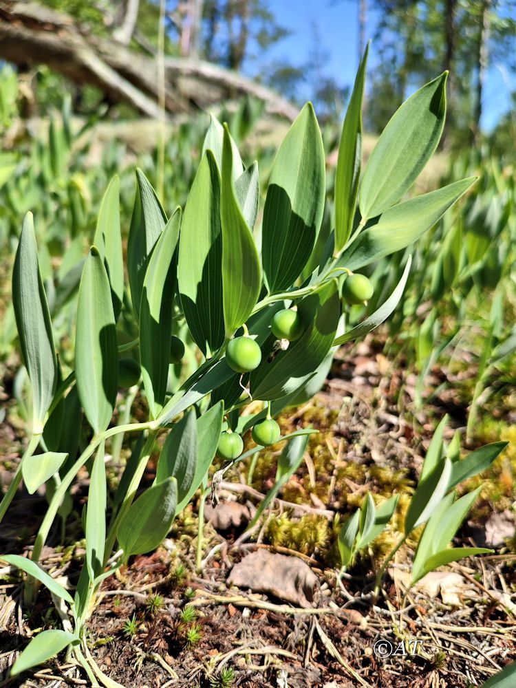 Image of Polygonatum odoratum specimen.