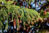 Cryptomeria japonica