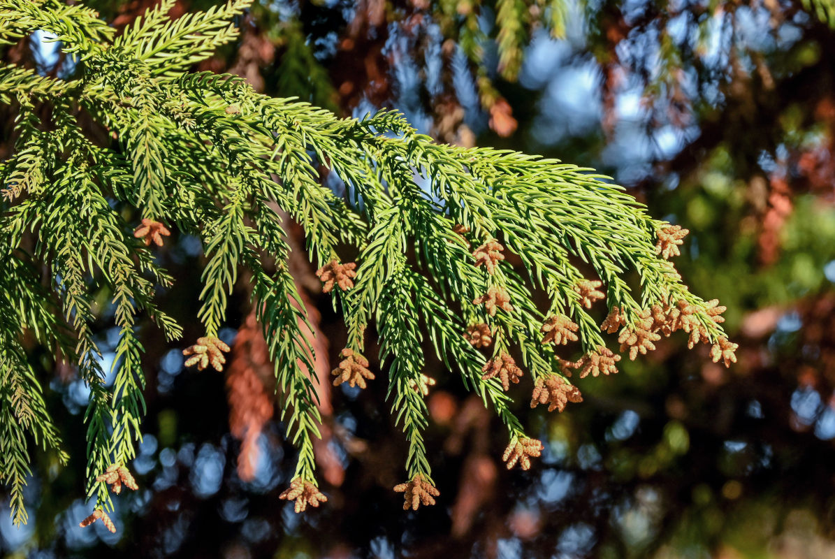 Image of Cryptomeria japonica specimen.