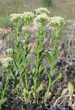 Cardaria draba