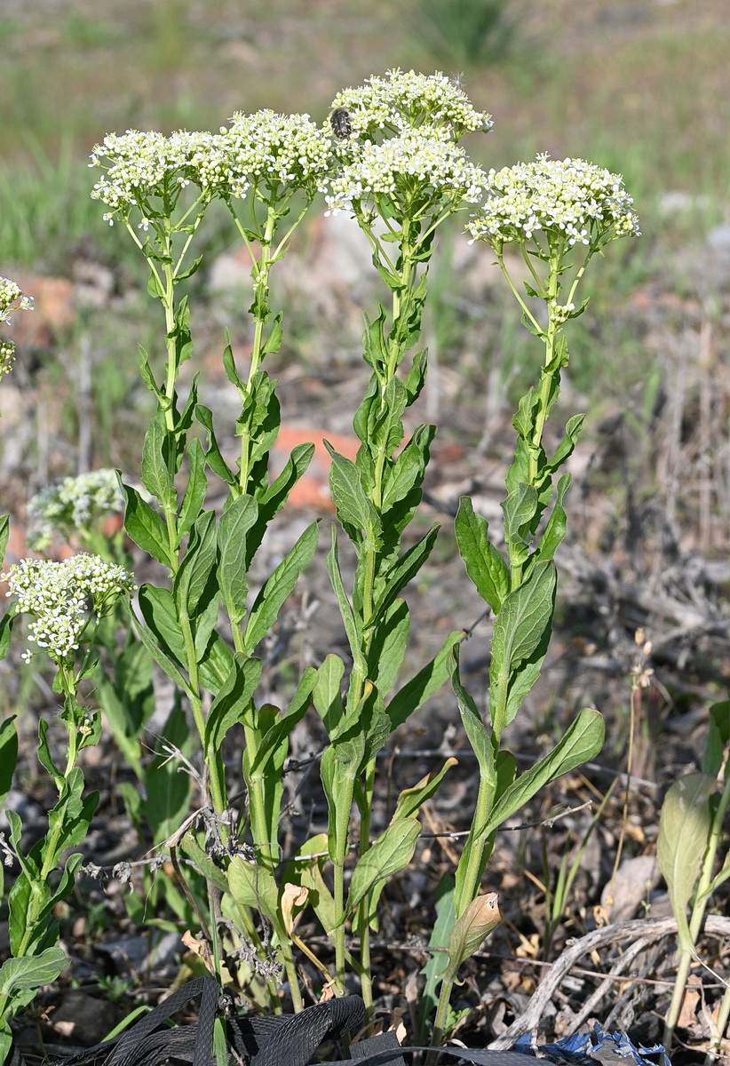 Image of Cardaria draba specimen.