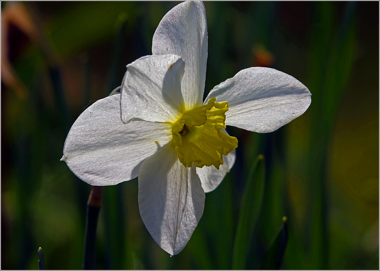 Image of Narcissus × incomparabilis specimen.