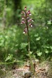 Himantoglossum comperianum. Цветущее растение. Крым, Севастополь, Байдарская дол., опушка лиственного леса, закустаренная поляна. 29 мая 2025 г.