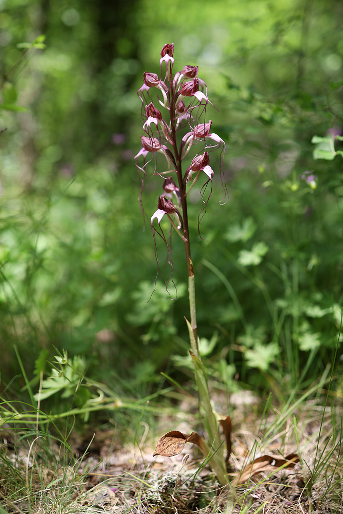 Image of Himantoglossum comperianum specimen.