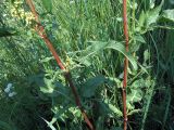 Rumex crispus. Части стеблей с листьями. Ульяновск, Заволжский р-н, разнотравно-злаковый луг. 18.06.2025.