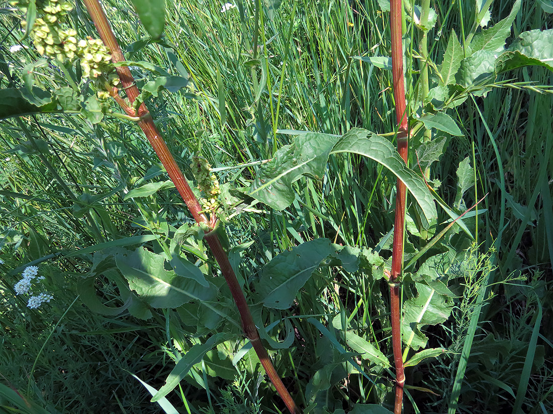 Изображение особи Rumex crispus.