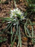 Ornithogalum refractum. Цветущие растения. Крым, Севастополь, газон. 25 марта 2011 г.