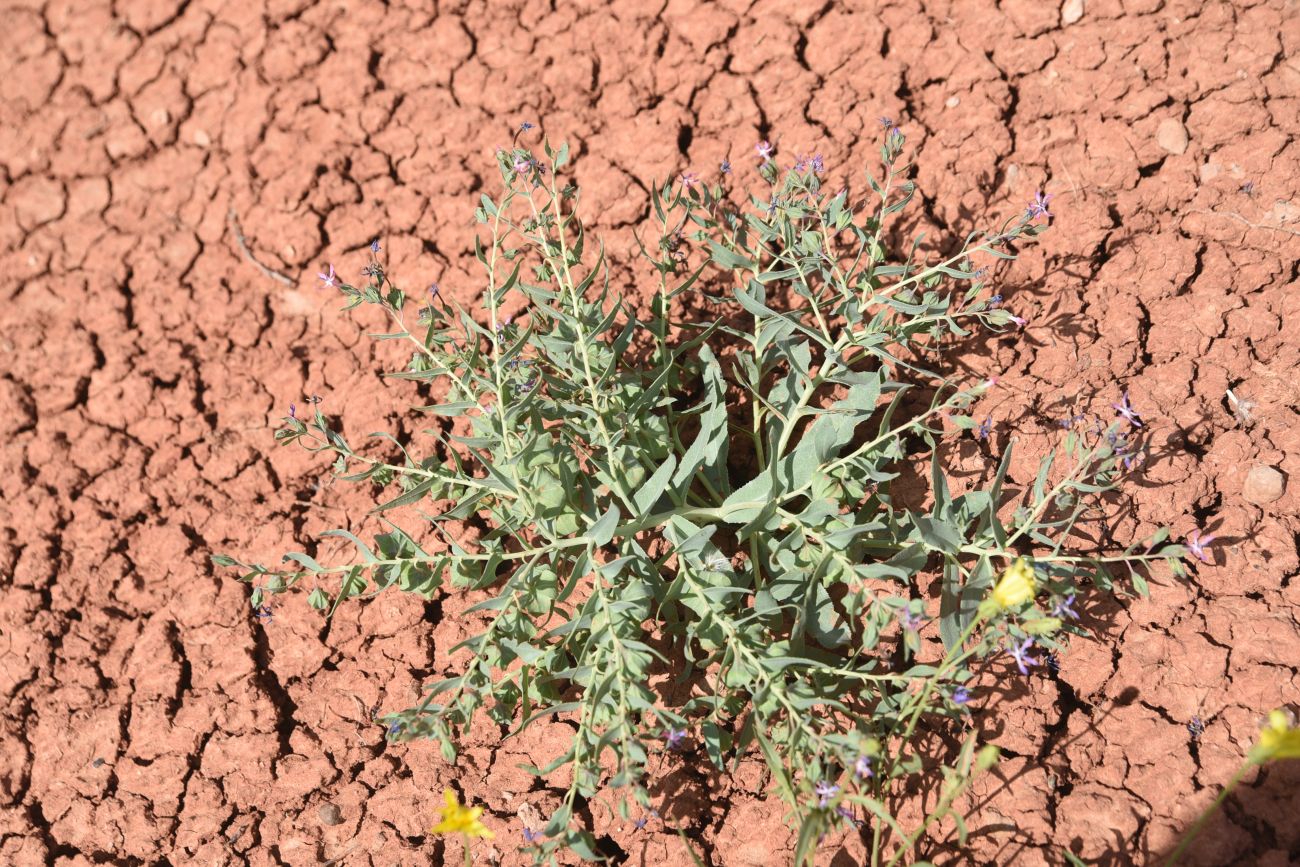 Image of Caccinia macranthera specimen.