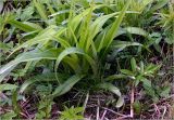 Hemerocallis × hybrida. Развивающееся растение. Московская обл., Раменский р-н, окр. дер. Хрипань, садовый участок. 13.05.2025.