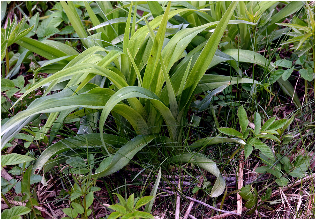 Image of Hemerocallis × hybrida specimen.