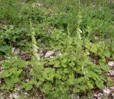 Campanula alliariifolia. Пятно доминирования колокольчика с цветущими растениями. На заднем плане фиолетовые соцветия - Salvia verticillata. Дагестан, Буйнакский р-н, подножие Гимринского хр., остепнённый луг с шиповниками и отдельными деревьями на оползающем известняковом склоне. 24.06.2025.