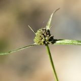 Cyperus michelianus. Соцветие. Приморский край, Октябрьский р-н, окр. с. Чернятино, дол. р. Раздольная на левом берегу, пойма, на галечниково-илистой отмели. 08.09.2025.