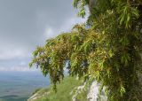 Juniperus oblonga. Ветви с микростробилами. Карачаево-Черкесия, Зеленчукский р-н, гора Джангур, ≈ 1500 м н.у.м., кромка известнякового обрыва. 04.06.2025.