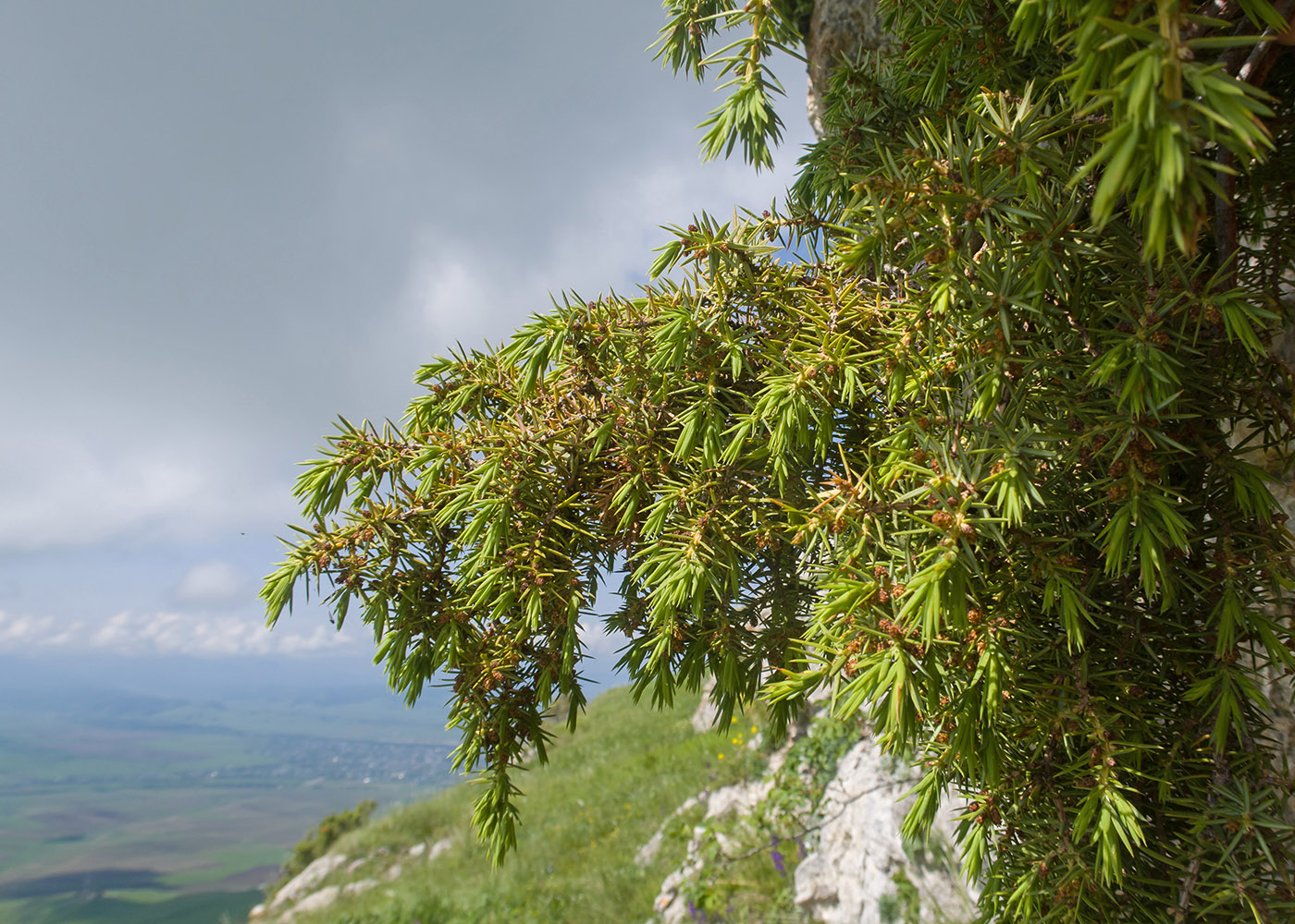 Image of Juniperus oblonga specimen.