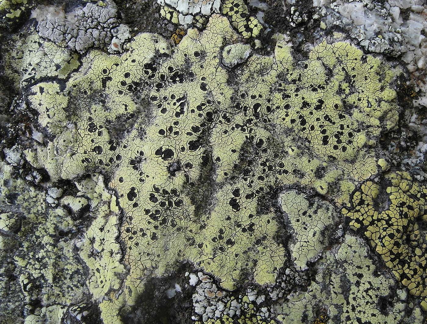 Image of Rhizocarpon lecanorinum specimen.