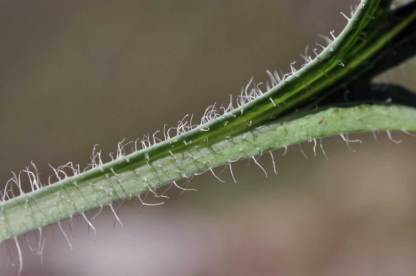 Изображение особи Papaver sokolovskajae.