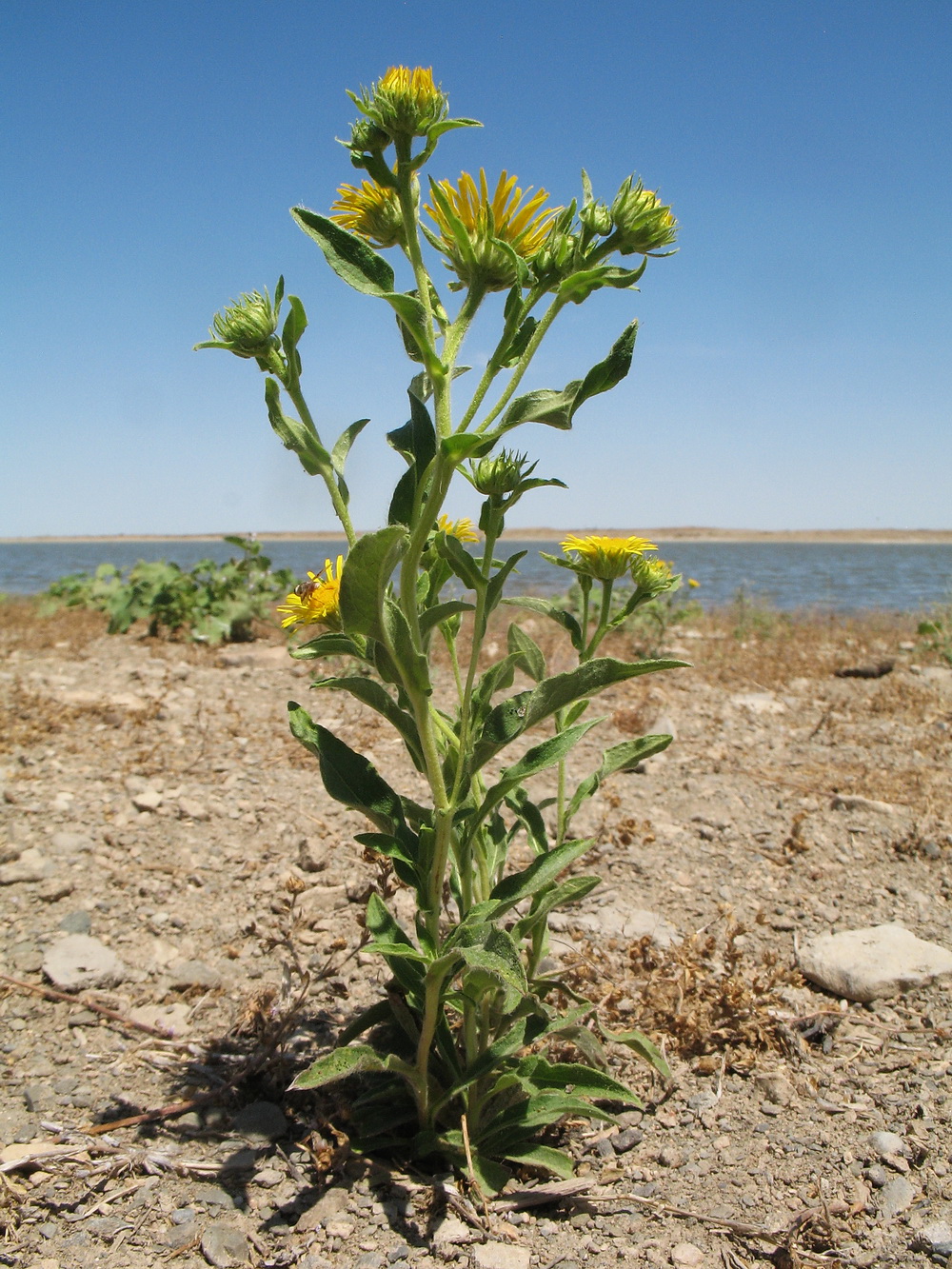 Изображение особи род Inula.
