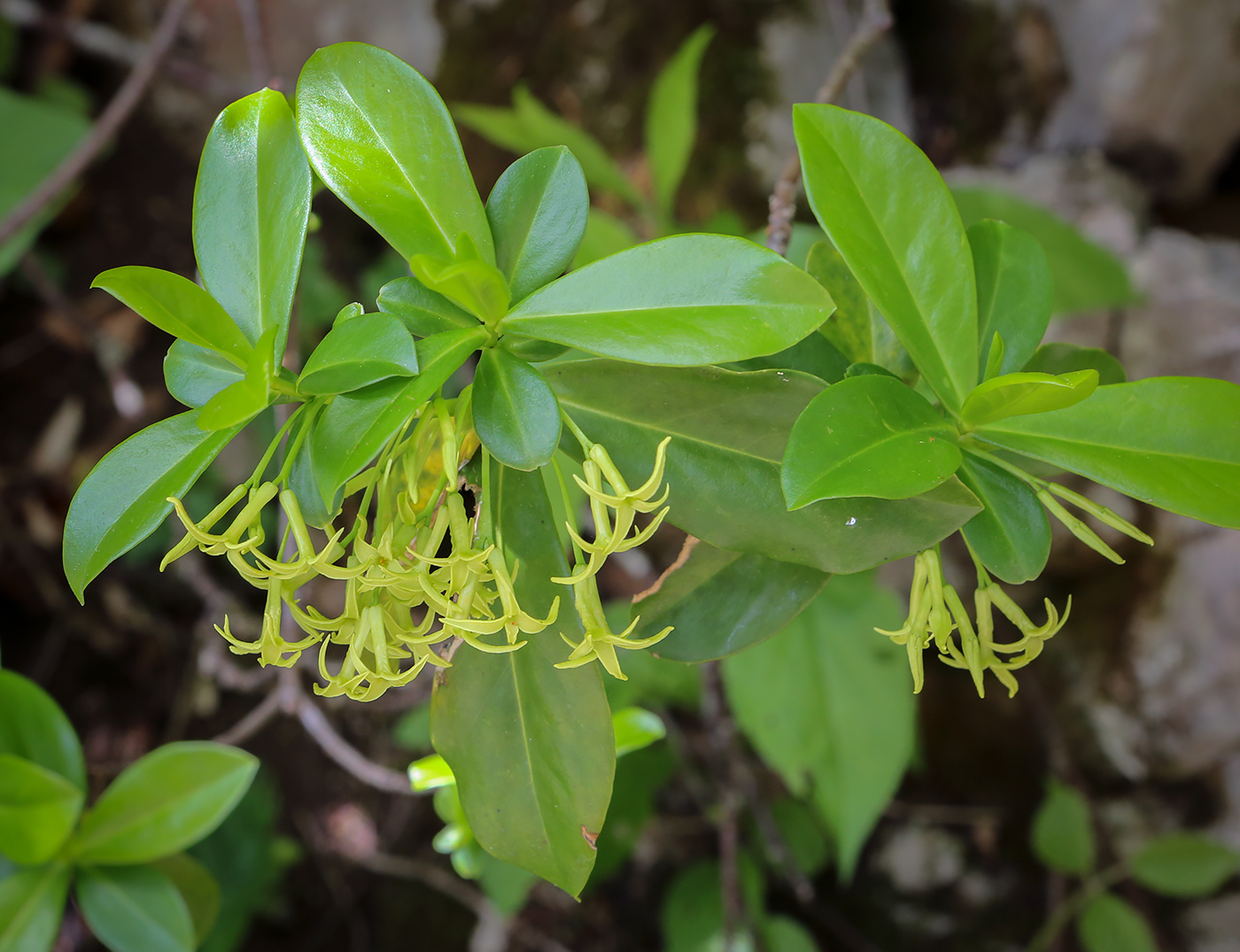 Изображение особи Daphne pontica.