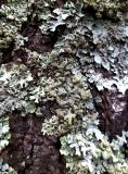 Hypogymnia farinacea. Талломы с соредиями в сообществе Hypogymnia physodes, Parmelia sulcata. Санкт-Петербург, Курортный р-н, ПП «Комаровский берег», на стволе дерева. 01.11.2025.