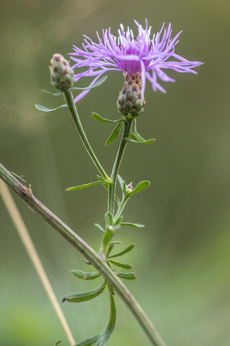 Image of Centaurea stoebe specimen.