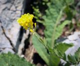 Alyssum trichostachyum