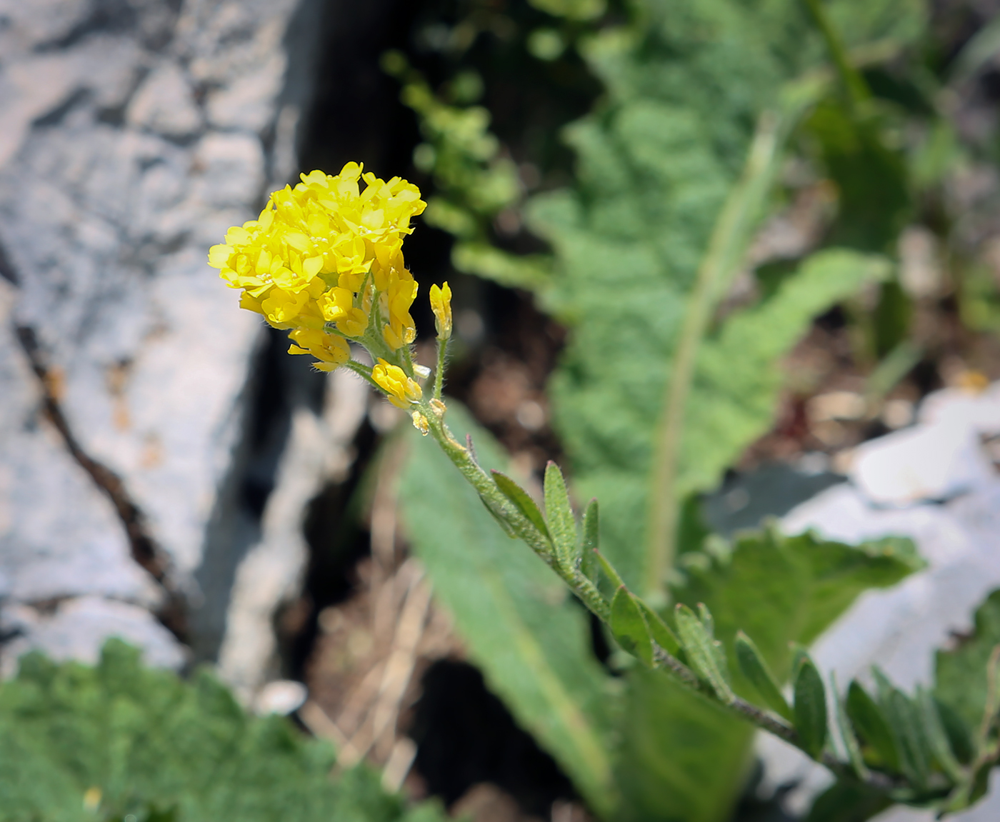 Image of Alyssum trichostachyum specimen.