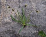 род Plantago. Сорванное цветущее растение. Турция, ил Хаккари, Кырыкдаг Яйла, 920 м от базового лагеря в сторону озера, выс. ок. 2600 м н.у.м., среди камней. 24 мая 2025 г.