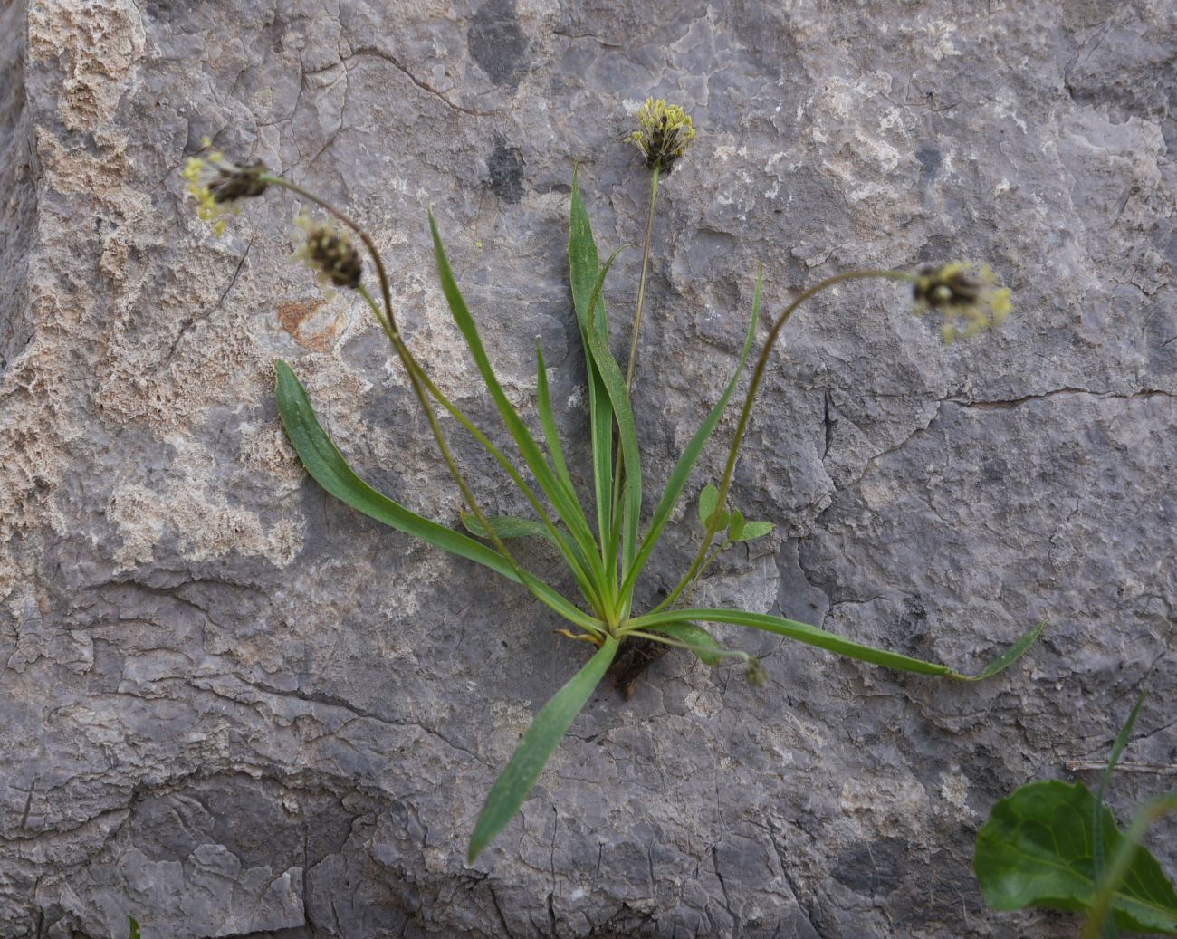 Изображение особи Plantago atrata.