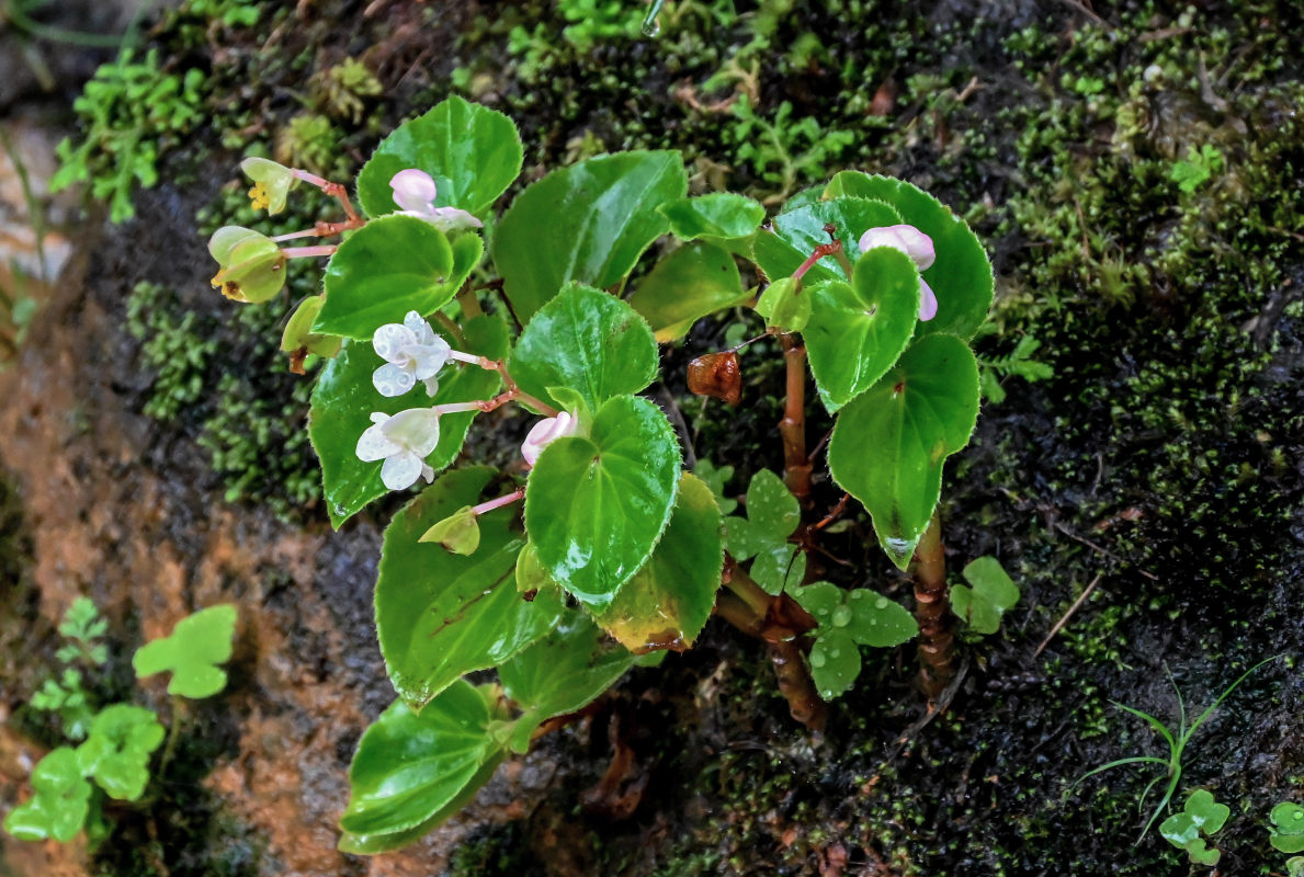Изображение особи Begonia &times; hortensis.