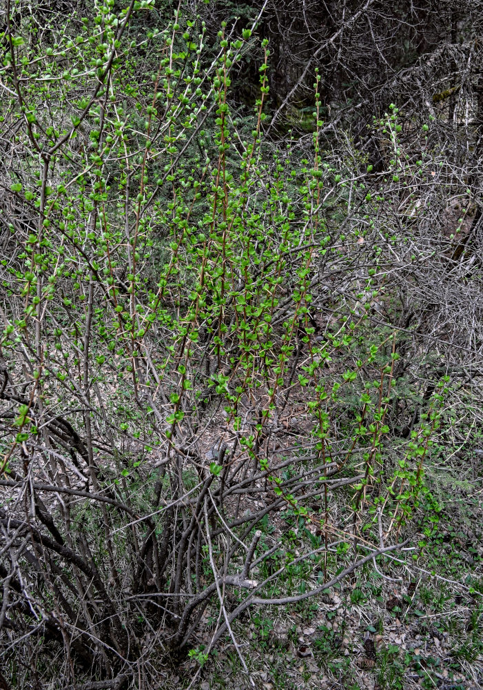 Изображение особи Berberis diaphana.