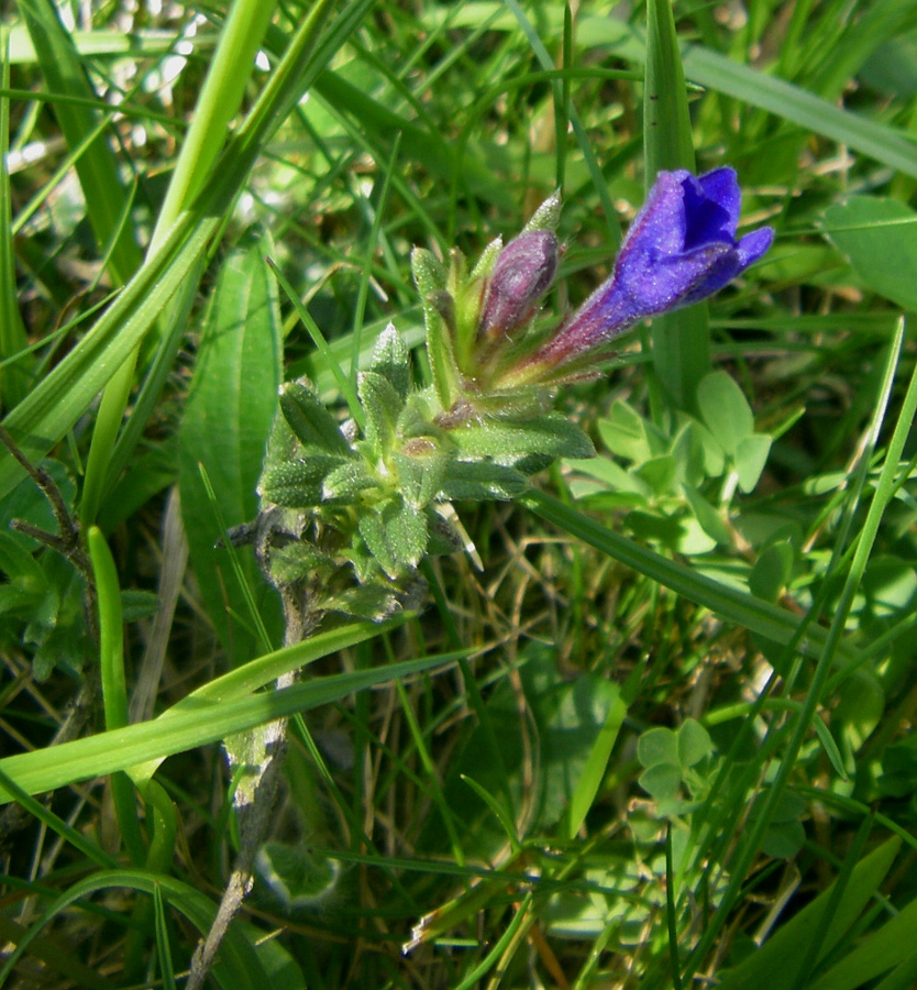 Изображение особи Glandora prostrata.